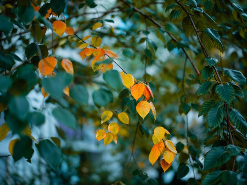 seasons